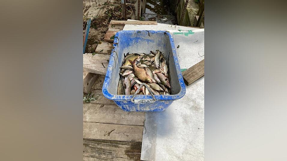 In Wannen und Containern wurde so viele Fische wie möglich gerettet.