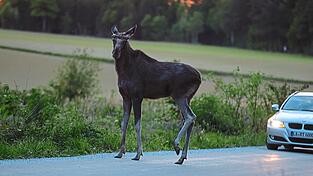 Am Sonntag gelang Fotograf Niklas Breu bei Loizenkirchen dieser Schnappschuss des Elchs. Am Sonntag gelang Fotograf Niklas Breu bei Loizenkirchen dieser Schnappschuss des Elchs.