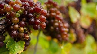 Trauben der Sorte 'Blauer Silvaner' hängen an einem Rebstock. Trauben der Sorte 'Blauer Silvaner' hängen an einem Rebstock.