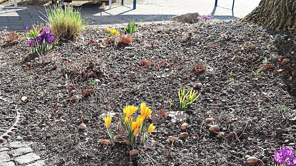 An einigen Verkehrsbegleitzonen in Moosburg bl&uuml;ht es schon um diese Jahreszeit richtig auf - zur Freude der Passanten und Bienen.