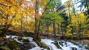 Wälder, Wiesen und Moore dienen eigentlich als natürliche Senken und sollen dem Klimaschutz helfen. Aufgrund von Abholzung und Naturkatastrophen in den letzten Jahren nahm die Fähigkeit von Europas Wäldern zur CO-Aufnahme jedoch stetig ab. Das soll sich ändern. Am Dienstag stimmte das EU-Parlament für eine Verordnung, die regelt, wie der Beitrag von Landnutzung und Forstwirtschaft zum Klimaschutz aussehen soll.2