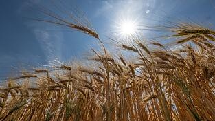 Im Gro&szlig;teil des Landes geht der DWD von H&ouml;chsttemperaturen zwischen 26 und 31 Grad aus. (Archivbild)