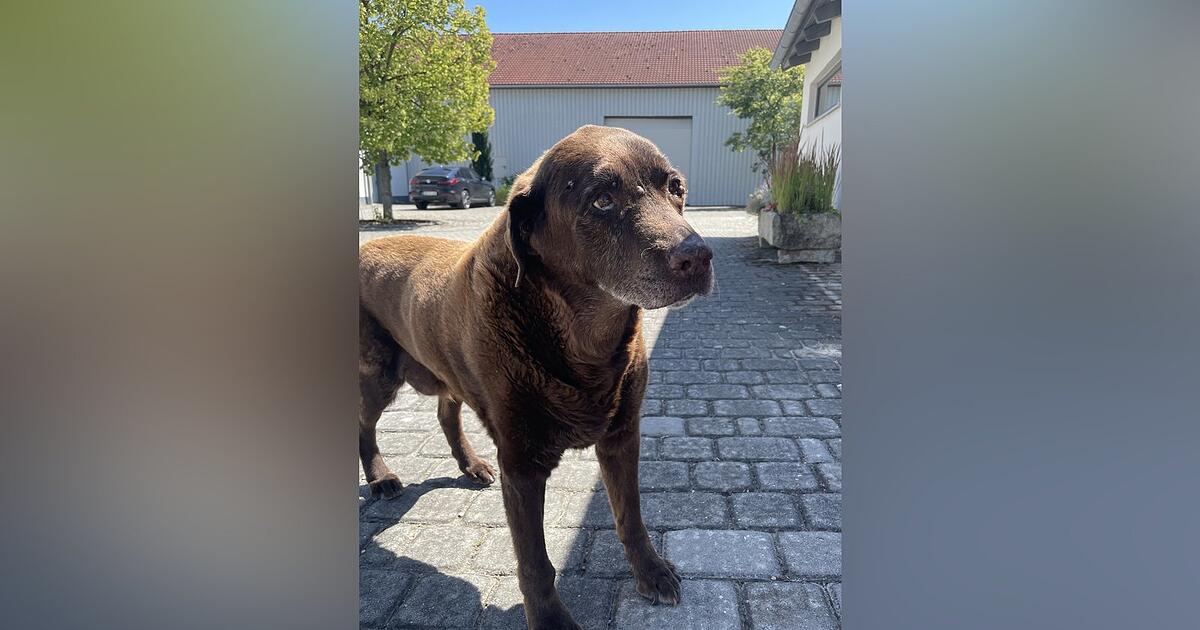 Leiblfinger Team Trailers rescue Oberschneidinger farm dog