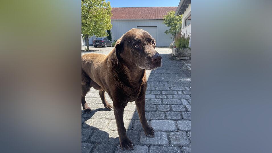 Der 15-Jährige Hofhund ist nach der aufregenden Suche wieder wohlbehalten bei seiner Familie angkommen. Der 15-Jährige Hofhund ist nach der aufregenden Suche wieder wohlbehalten bei seiner Familie angkommen.