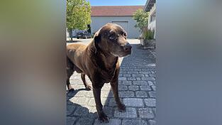 Der 15-J&auml;hrige Hofhund ist nach der aufregenden Suche wieder wohlbehalten bei seiner Familie angkommen.