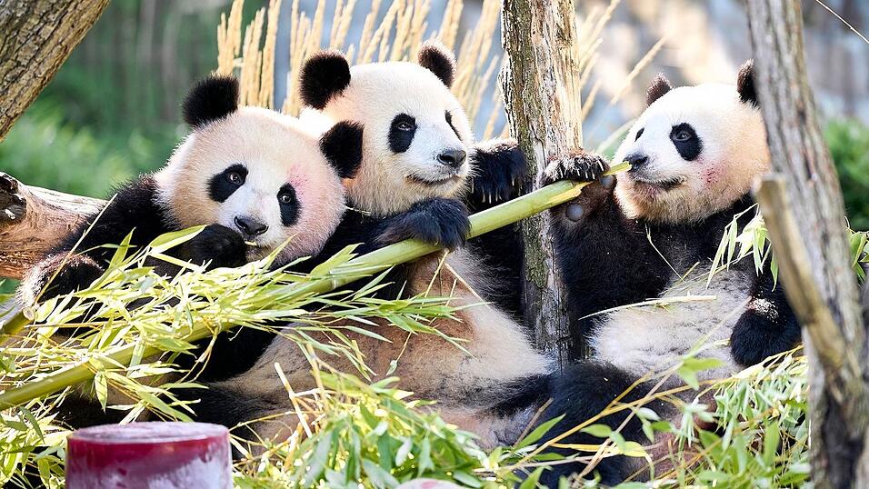 Neben Bambus und Muttermilch essen Leni und Lotti spezielle Panda-Kekse. Neben Bambus und Muttermilch essen Leni und Lotti spezielle Panda-Kekse.