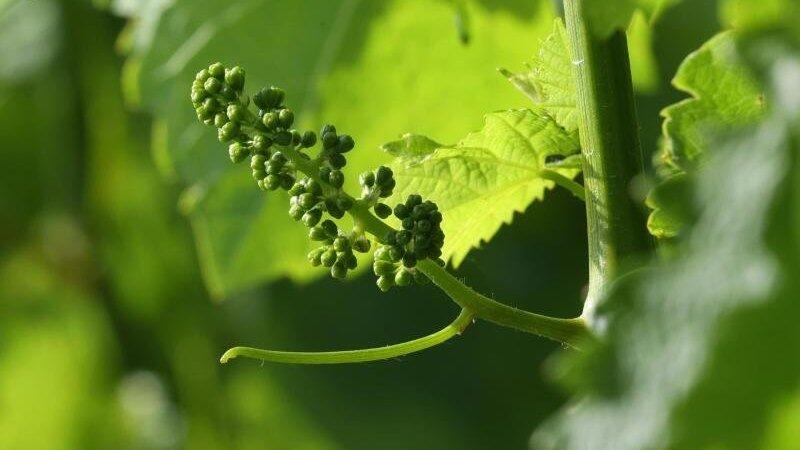 Die Sonne scheint auf junge Weintrauben in der Weinlage Escherndorfer Lump. Die Sonne scheint auf junge Weintrauben in der Weinlage Escherndorfer Lump.