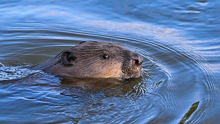 Im Bachtal zwischen Wörth und Hungersacker leben Biber, denen man eines nun wirklich nicht nachsagen kann: Faulheit. Genau das ist ein Problem. Im Bachtal zwischen Wörth und Hungersacker leben Biber, denen man eines nun wirklich nicht nachsagen kann: Faulheit. Genau das ist ein Problem.