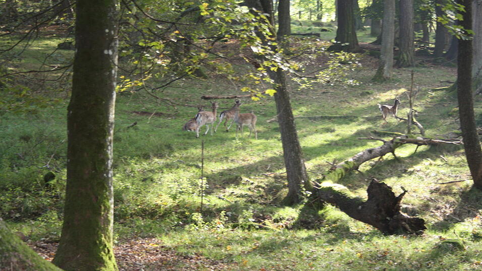 In dem rund fünf Hektar großen Wildnisgelände leben Rehe, Hirsche, Wildkatzen und Luchse.
