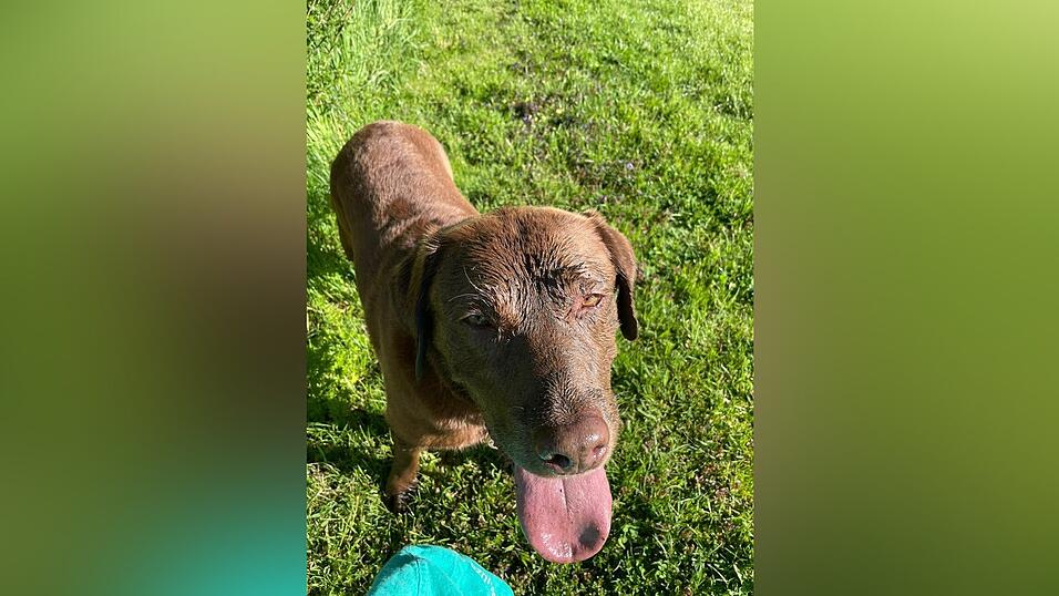 Balou ist die Hundesteuer egal - solange der Napf voll ist.