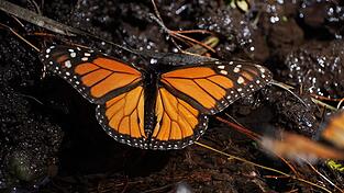 Monarchfalter wandern jedes Jahr zwischen Kanada, den USA und Mexiko. (Archivbild)