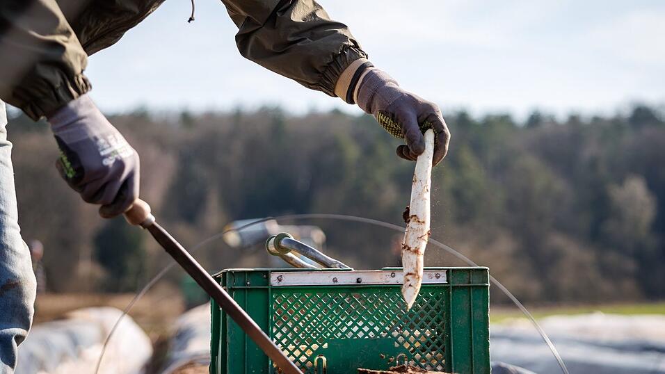 Die ersten bayerischen Spargelh&ouml;fe haben mit der Ernte begonnen.