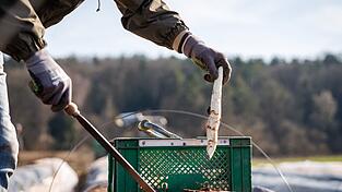 Die ersten bayerischen Spargelh&ouml;fe haben mit der Ernte begonnen.