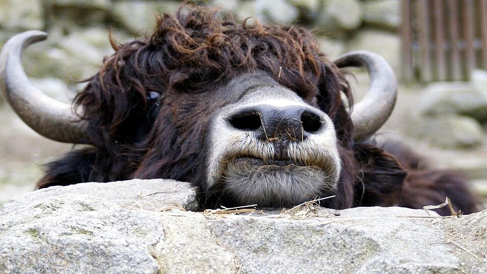 Das Yak geh&ouml;rt neben Schafen, Ziegen, Alpakas, Trampeltieren und Esel zu den Klauentieren im Straubinger Tiergarten, die von einem Ausbruch der Maul- und Klauenseuche betroffen w&auml;ren.