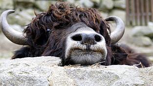 Das Yak gehört neben Schafen, Ziegen, Alpakas, Trampeltieren und Esel zu den Klauentieren im Straubinger Tiergarten, die von einem Ausbruch der Maul- und Klauenseuche betroffen wären. Das Yak gehört neben Schafen, Ziegen, Alpakas, Trampeltieren und Esel zu den Klauentieren im Straubinger Tiergarten, die von einem Ausbruch der Maul- und Klauenseuche betroffen wären.