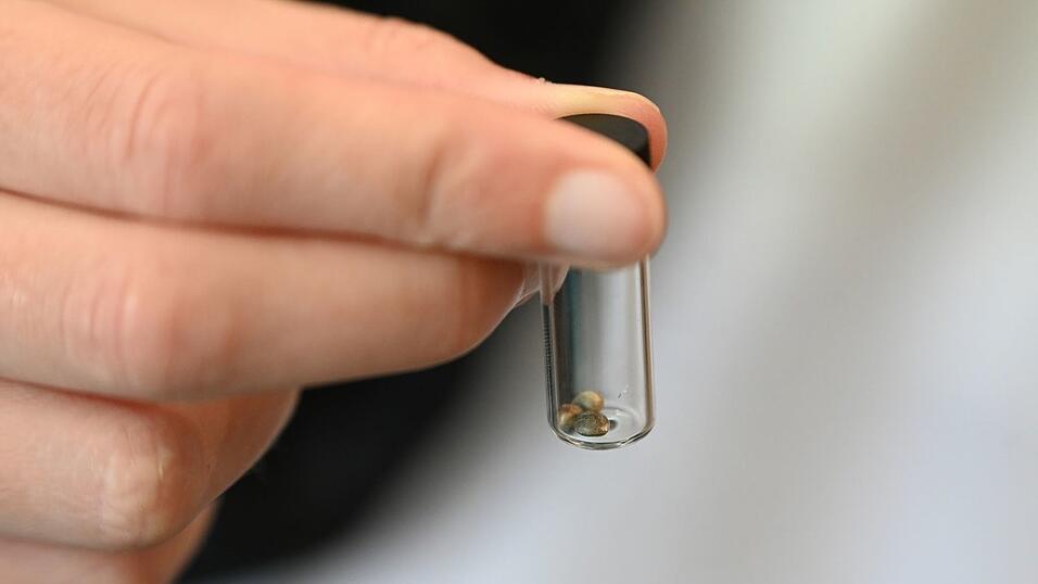 Von Behörden beschlagnahmte Süßigkeiten enthielten Tetrahydrocannabinol (THC), einen Cannabis-Wirkstoff mit berauschender Wirkung. (Symbolbild) Von Behörden beschlagnahmte Süßigkeiten enthielten Tetrahydrocannabinol (THC), einen Cannabis-Wirkstoff mit berauschender Wirkung. (Symbolbild)