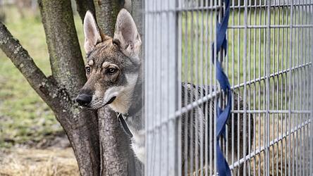 Der Vorfall um die drei Wolfhunde in der Gemeinde Traitsching besch&auml;ftigen die Gerichte.