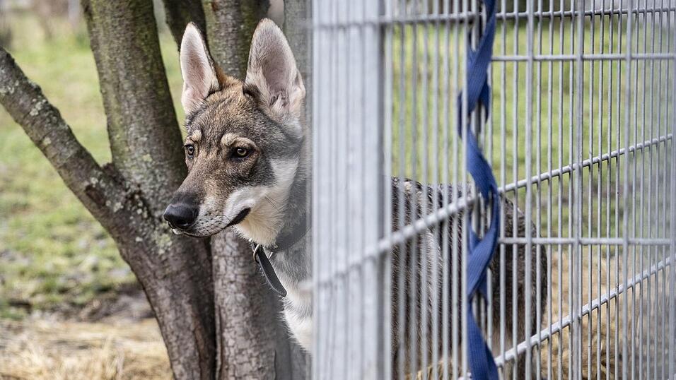 Der Vorfall um die drei Wolfhunde in der Gemeinde Traitsching besch&auml;ftigen die Gerichte.