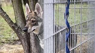 Der Vorfall um die drei Wolfhunde in der Gemeinde Traitsching besch&auml;ftigen die Gerichte.
