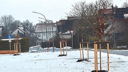 Anlässlich der Umgestaltung des Radweganschlusses in die Kastnerstraße legte man die Pflanzbeete neu an und pflanzte vier Traubeneichen.