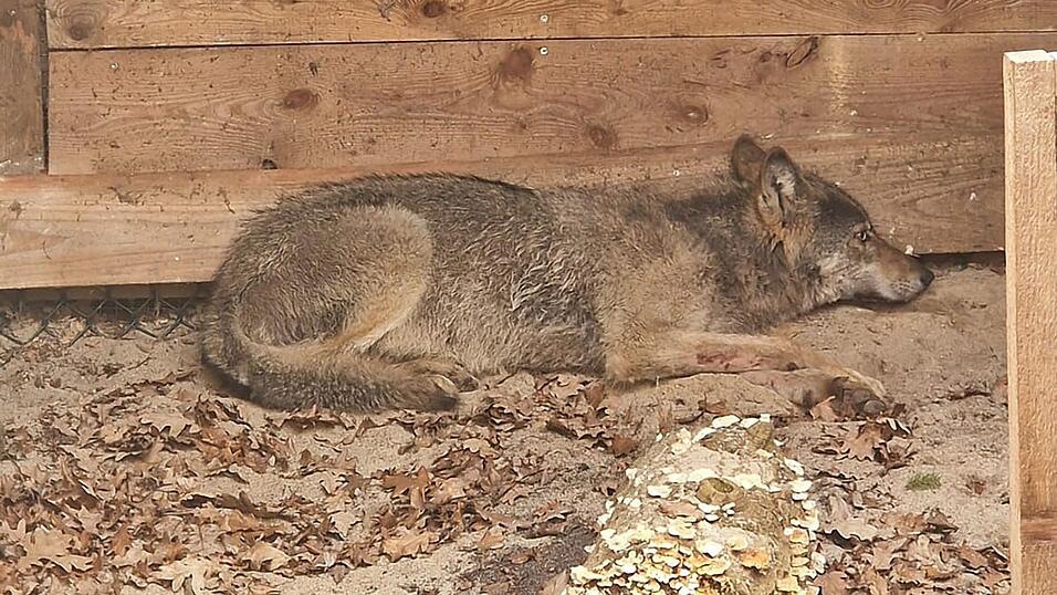 Die Wildtierauffangstation bei Sachsenhagen hat den Wolf aus Hamburg aufgenommen. (Handout) Die Wildtierauffangstation bei Sachsenhagen hat den Wolf aus Hamburg aufgenommen. (Handout)