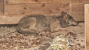 Die Wildtierauffangstation bei Sachsenhagen hat den Wolf aus Hamburg aufgenommen. (Handout)