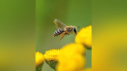 Bienen tragen zum Erhalt der biologischen Vielfalt bei und sorgen dafür, dass es eine große Auswahl an Obst, Gemüse und Blumen gibt.