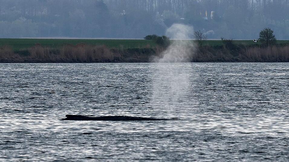 Am Samstag stie&szlig; der Buckelwal Atemfont&auml;nen aus.