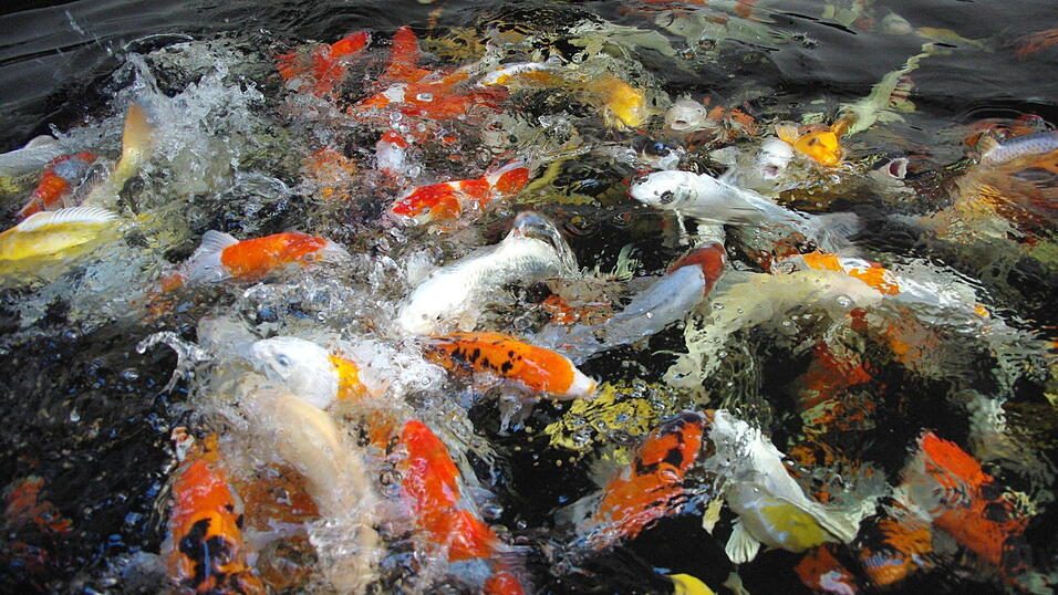 Jeder will zuerst was hinter die Kiemen bekommen: Bei der F&uuml;tterung der Koi - das Futter stellen die Bauers selber her - k&ouml;nnen anwesende Zuschauer durch aus dem Wasser springende Fische schon mal nass gespritzt werden.