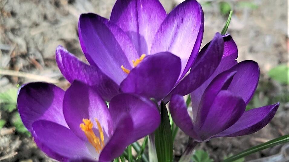 Heuer zeigten bereits vor Beginn des Monats M&auml;rz die Schneegl&ouml;ckchen und der Krokus ihre Pracht. Gerade die Palmk&auml;tzchen sind Vorboten des Fr&uuml;hlings. Aufgrund des warmen Februars sind sie heuer bereits etwas fortgeschritten in ihrer Bl&uuml;tezeit.