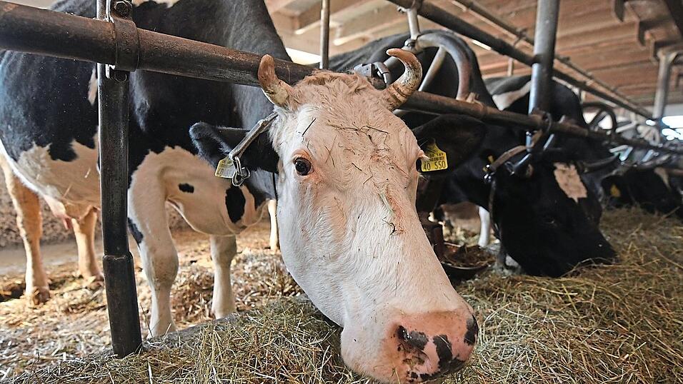 Besonders in Bayern ist die Anbindehaltung noch weit verbreitet, rund ein Drittel aller Kühe stehen dort angeleint im Stall. Besonders in Bayern ist die Anbindehaltung noch weit verbreitet, rund ein Drittel aller Kühe stehen dort angeleint im Stall.