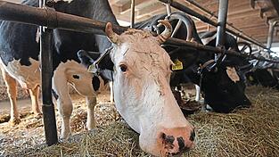 Besonders in Bayern ist die Anbindehaltung noch weit verbreitet, rund ein Drittel aller Kühe stehen dort angeleint im Stall. Besonders in Bayern ist die Anbindehaltung noch weit verbreitet, rund ein Drittel aller Kühe stehen dort angeleint im Stall.