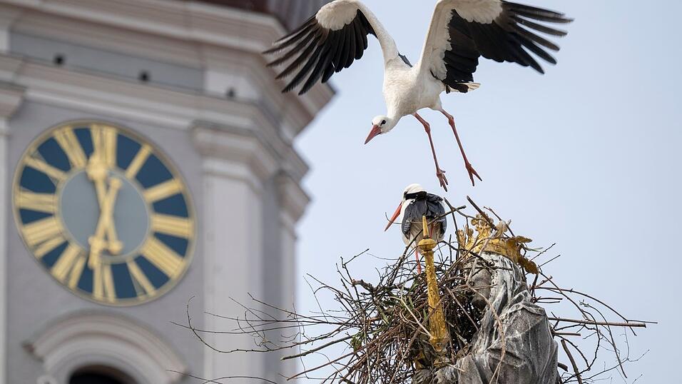 &laquo;Wir haben es hier mit einem unerfahrenen Jungstorch zu tun.&raquo;