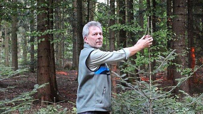 Wald der Zukunft: Dr. Arthur Bauer setzt auf Naturverj&uuml;ngung mit Buche und Tanne.