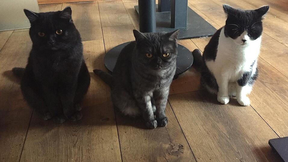 Auch an den sechs tierischen Bewohner des Regensburger Katzentempels geht Corona nicht spurlos vorbei. Die angeordnete Schließung der Gastronomie hat das Leben der Samtpfoten auf den Kopf gestellt. Wo sind bloß all die Spielkameraden hin? Auch an den sechs tierischen Bewohner des Regensburger Katzentempels geht Corona nicht spurlos vorbei. Die angeordnete Schließung der Gastronomie hat das Leben der Samtpfoten auf den Kopf gestellt. Wo sind bloß all die Spielkameraden hin?