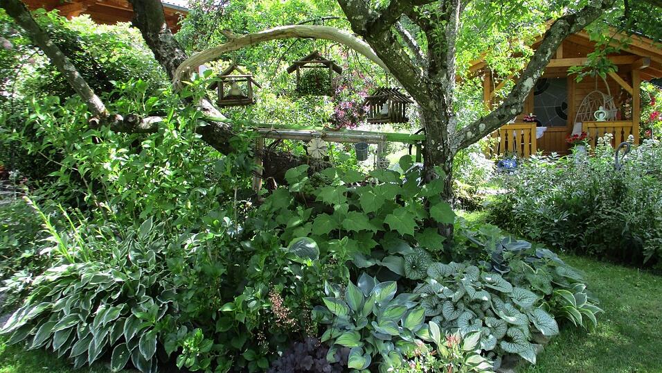 Unter anderem alter Obstbaumbestand findet sich im großen Naturgarten von Hedwig und Franz Kellermeier in Allersdorf . Unter anderem alter Obstbaumbestand findet sich im großen Naturgarten von Hedwig und Franz Kellermeier in Allersdorf .