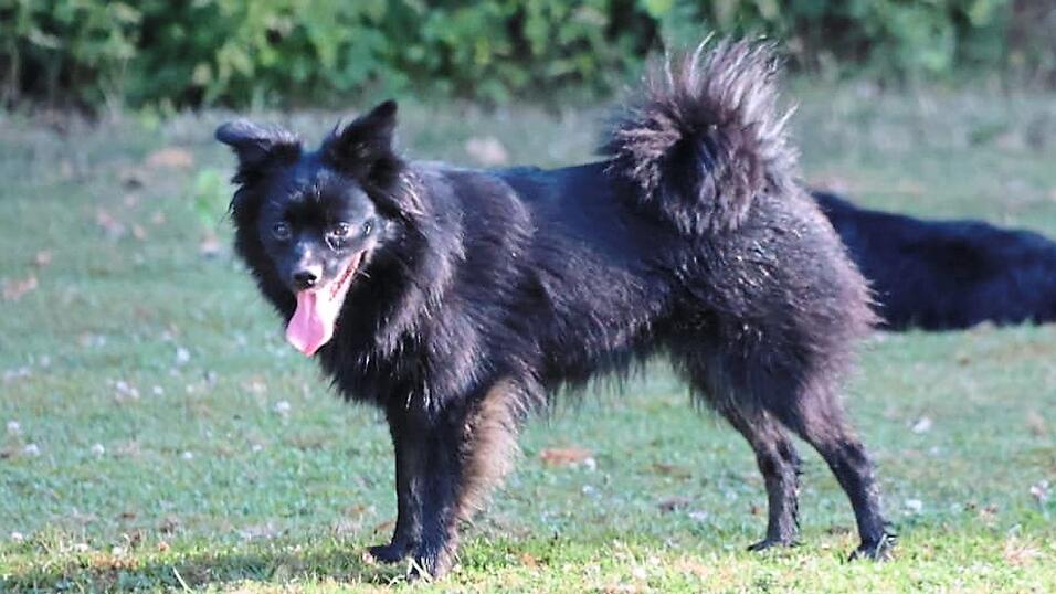 Die H&uuml;ndin Yirina gilt weiterhin als vermisst. Sie k&ouml;nnte sich tief im Wald zwischen Buch am Erlbach und Adlkofen befinden.