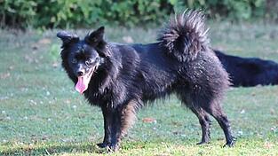 Die Hündin Yirina gilt weiterhin als vermisst. Sie könnte sich tief im Wald zwischen Buch am Erlbach und Adlkofen befinden. Die Hündin Yirina gilt weiterhin als vermisst. Sie könnte sich tief im Wald zwischen Buch am Erlbach und Adlkofen befinden.