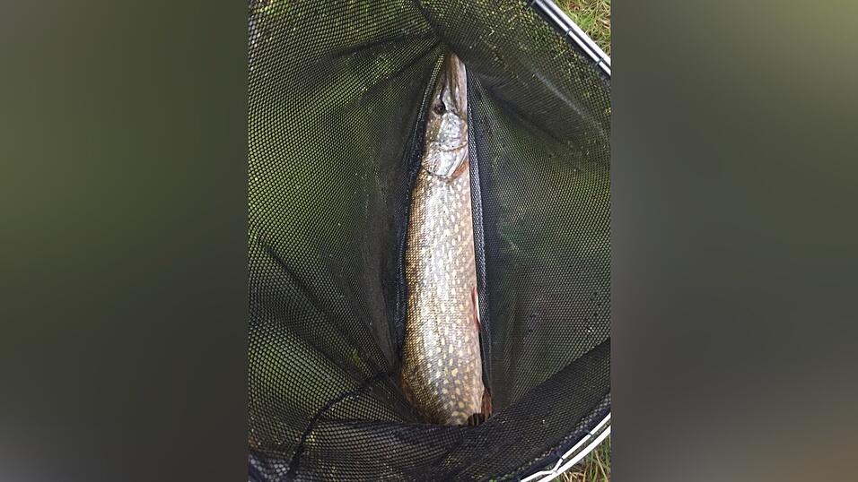 In einer spontanen Aktion konnten viele Fische gerettet werden.