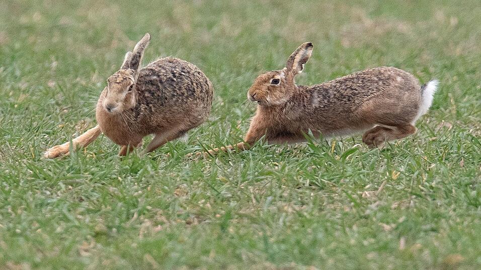 Zwei Feldhasen laufen &uuml;ber ein Feld. Meister Lampe breitet sich wieder in Deutschland aus &ndash; hat aber auch mit einer neuartigen Krankheit zu k&auml;mpfen. (Symbolbild)