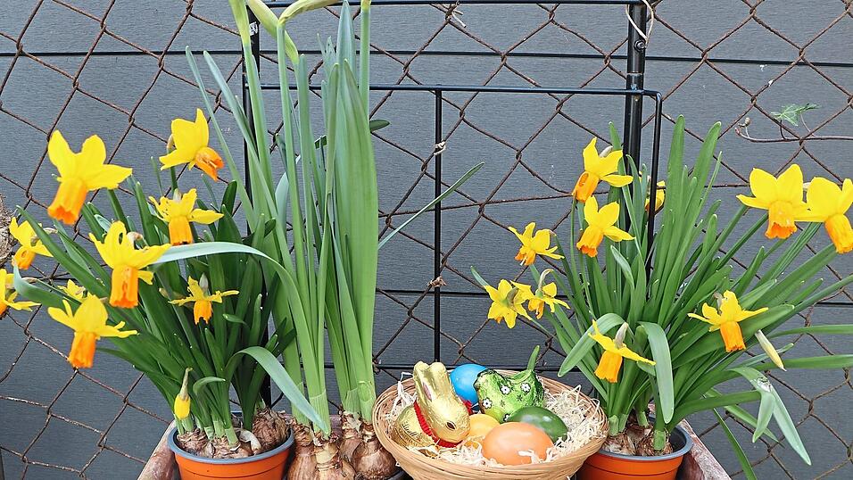Am Sonntag werden sie in den meisten Haushalten auf dem Tisch stehen: bunt bemalte Ostereier. Am Sonntag werden sie in den meisten Haushalten auf dem Tisch stehen: bunt bemalte Ostereier.