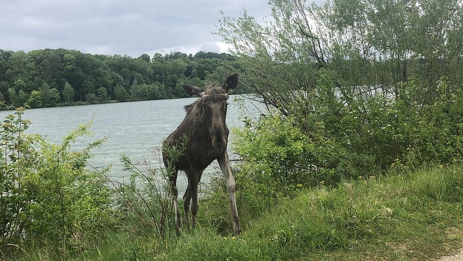 An der Staustufe bei Zulling wurde ein Elch gesichtet.