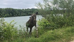 An der Staustufe bei Zulling wurde ein Elch gesichtet.