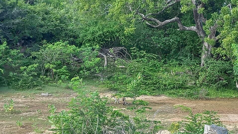 Fotos von Katis Safari im Yala-Nationalpark. Dabei sah die Weltreisende viele wilde Tiere, war aber von vielen anderen Fahrzeugen umgeben.