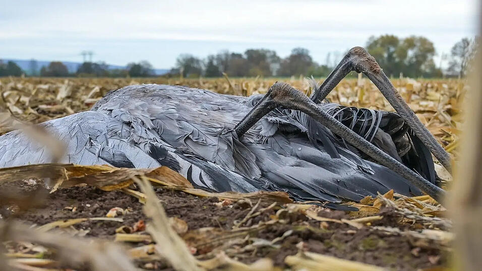 Bislang liegen noch keine Ergebnisse vor. (Symbolbild) Bislang liegen noch keine Ergebnisse vor. (Symbolbild)