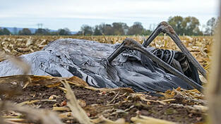 Bislang liegen noch keine Ergebnisse vor. (Symbolbild) Bislang liegen noch keine Ergebnisse vor. (Symbolbild)