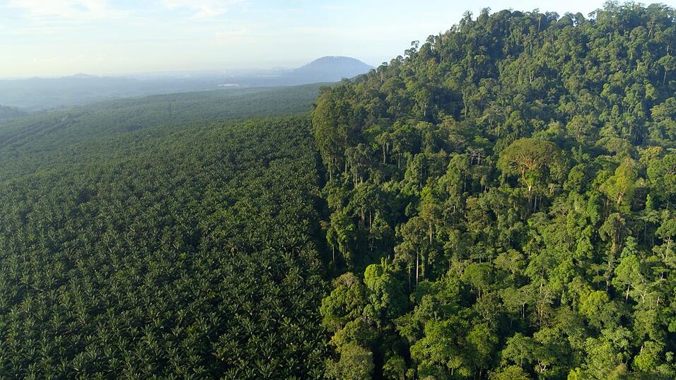 Eine Palmöl-Plantage auf Indonesien, daneben Urwald. Dieser wird immer mehr abgeholzt und zahlreiche Arten verlieren ihren Lebensraum.