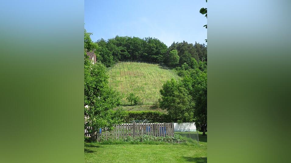 Der Bischofs-Weinberg ist vielleicht einer der ältesten in ganz Bayern. Der Bischofs-Weinberg ist vielleicht einer der ältesten in ganz Bayern.
