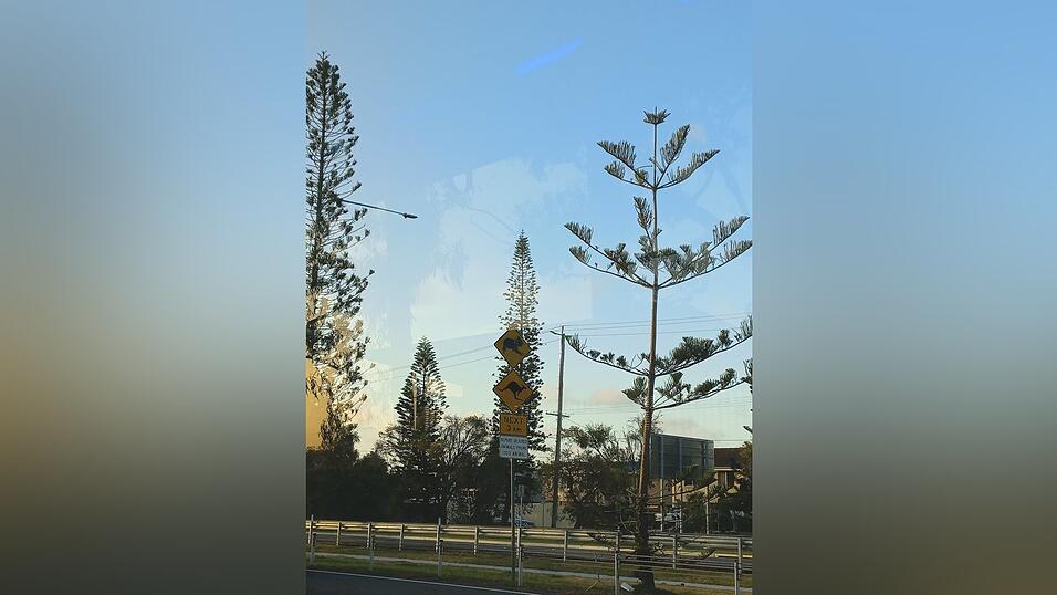 Nach Sunshine Coast ging es für mich in die Großstadt Brisbane.