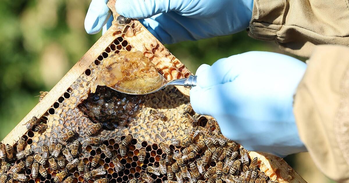 Untersuchungsgebiet in Straubing wegen Bienenkrankheit ausgerufen